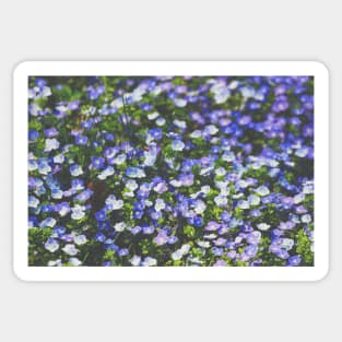 Field of flowers Sticker